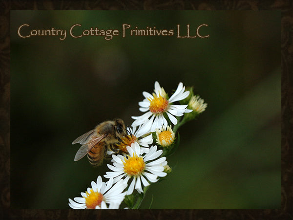 Help Our Pollinators
