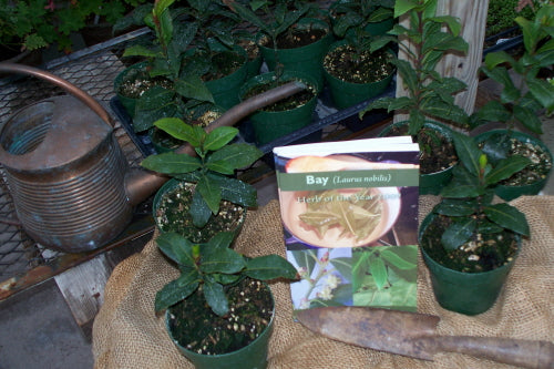 2009 Herb of the Year -Bay Book!!